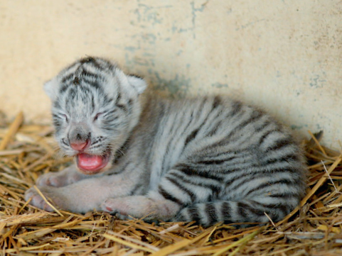 Touroparc Zoo