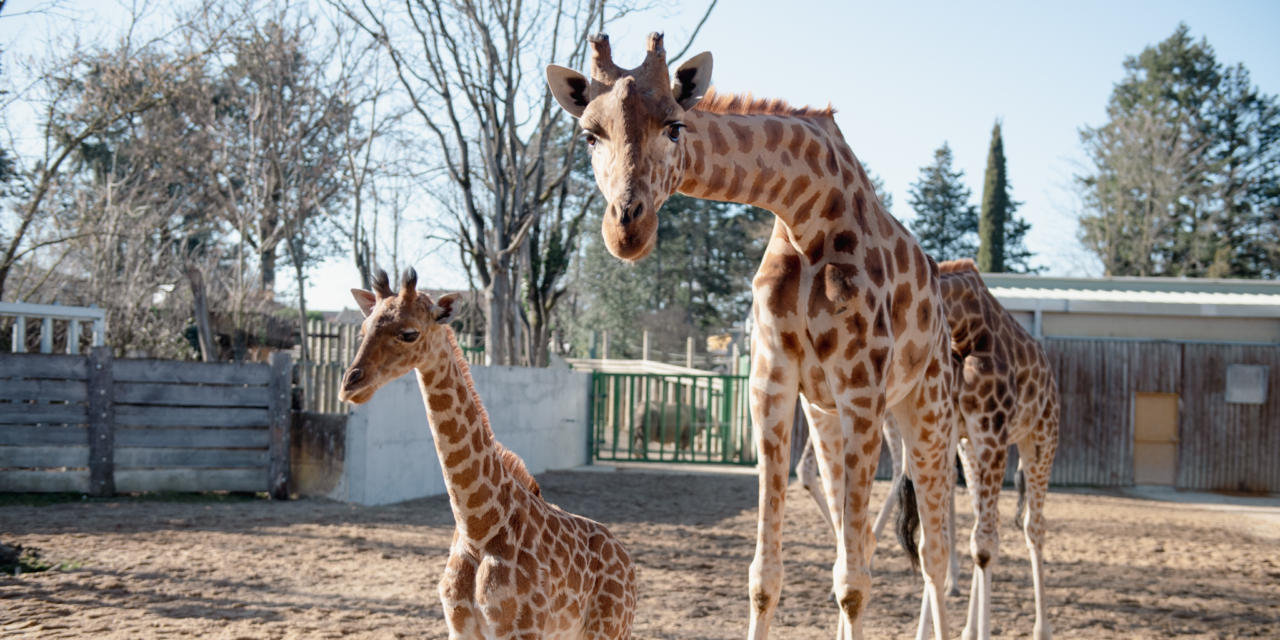 Touroparc : dans la famille des girafes Kordofan, on demande le petit !