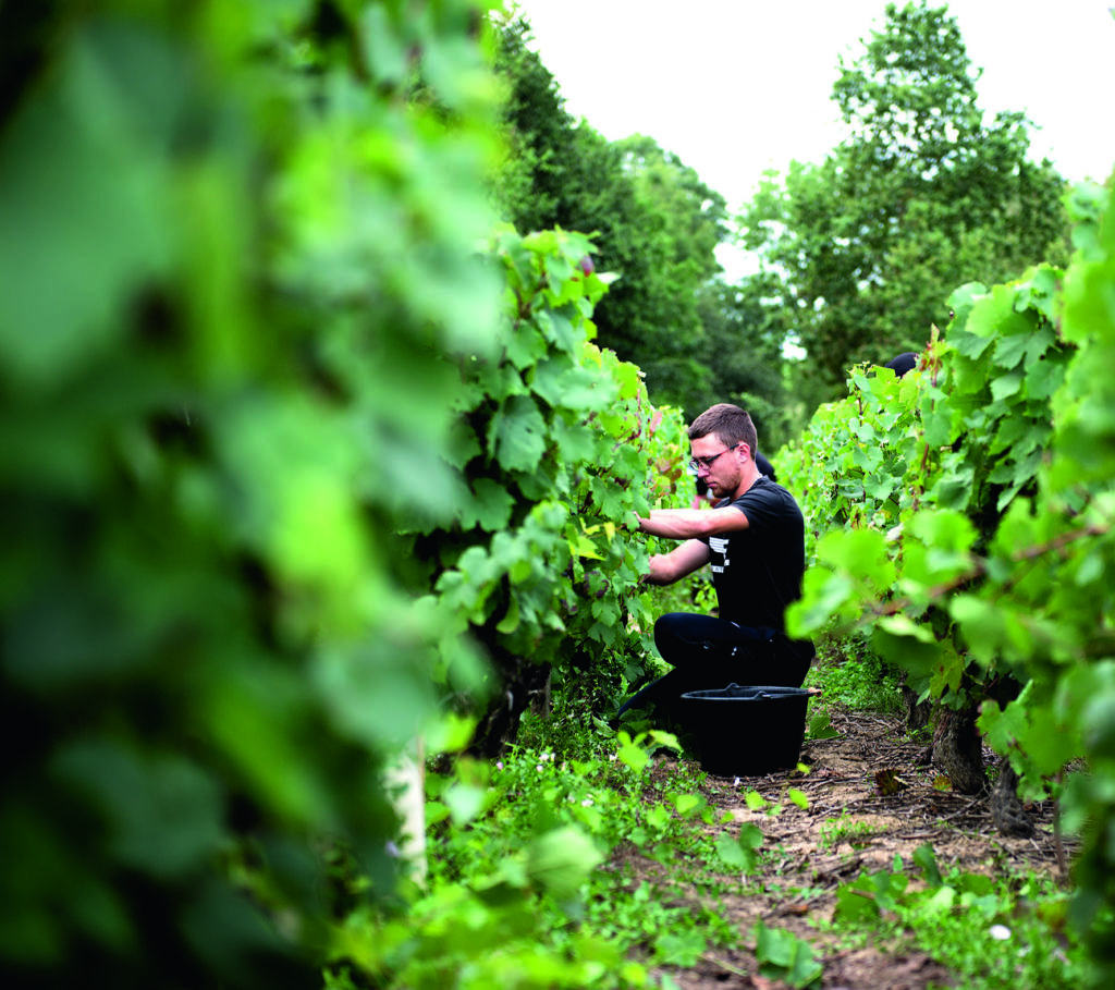 marche bio vinzelles