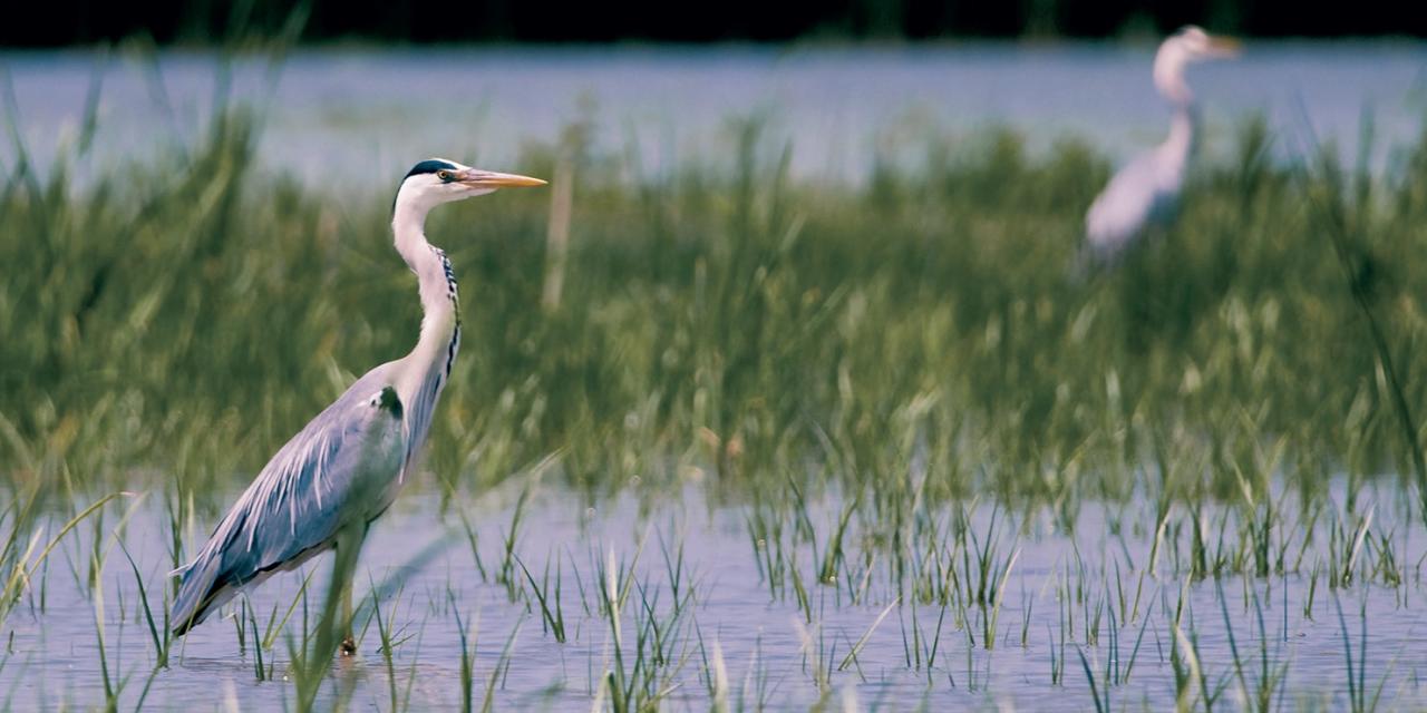 Le Parc des oiseaux dévoile sa réserve