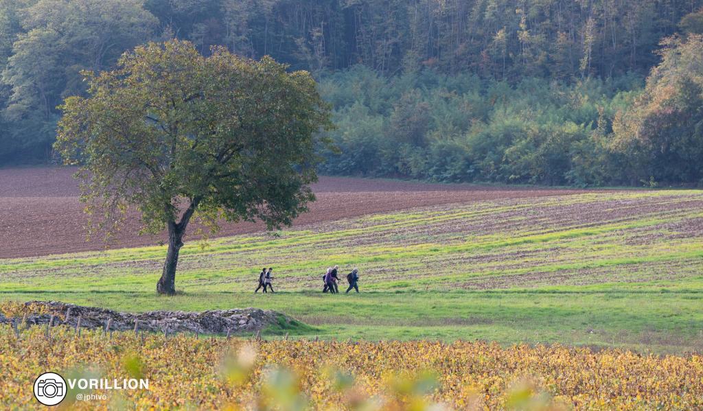 rando tournuscimes vorillion jphivo