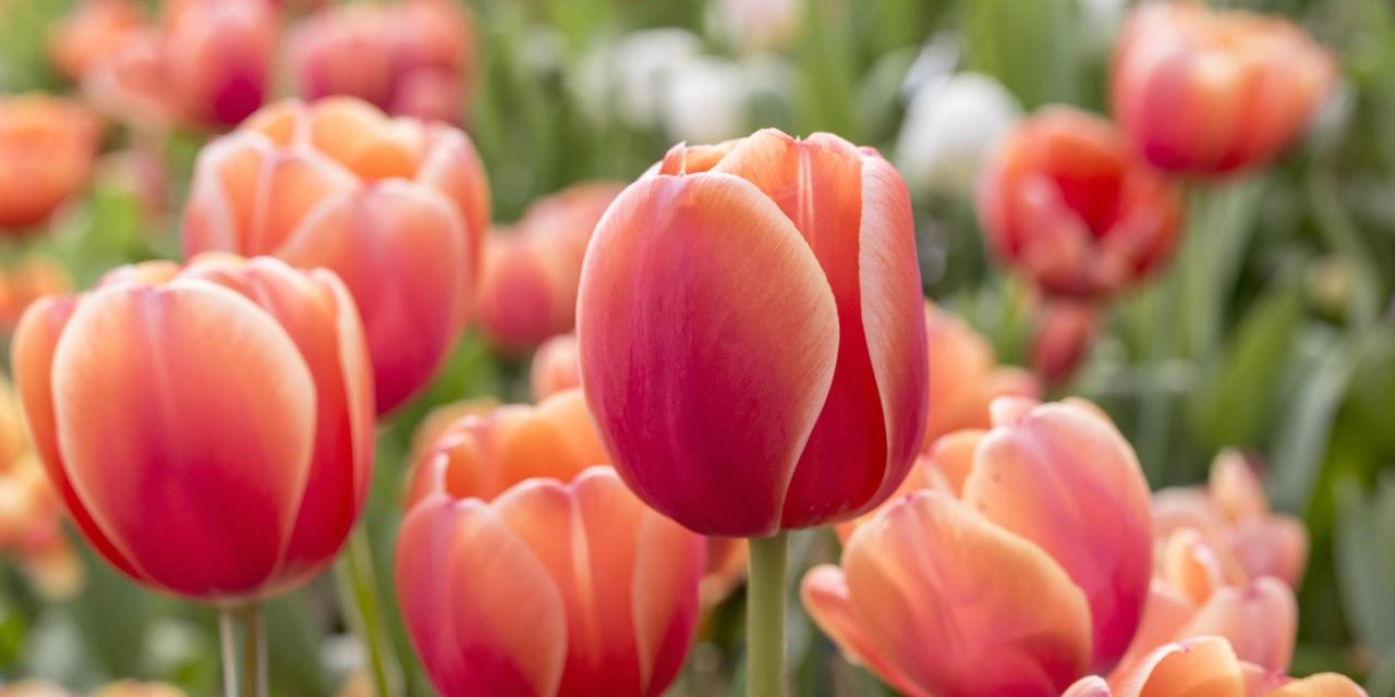 Des tulipes contre le cancer, avec les Lions clubs