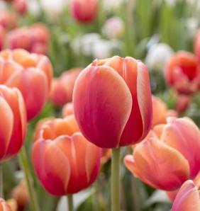 red orange tulips flowerbed springtime rayong