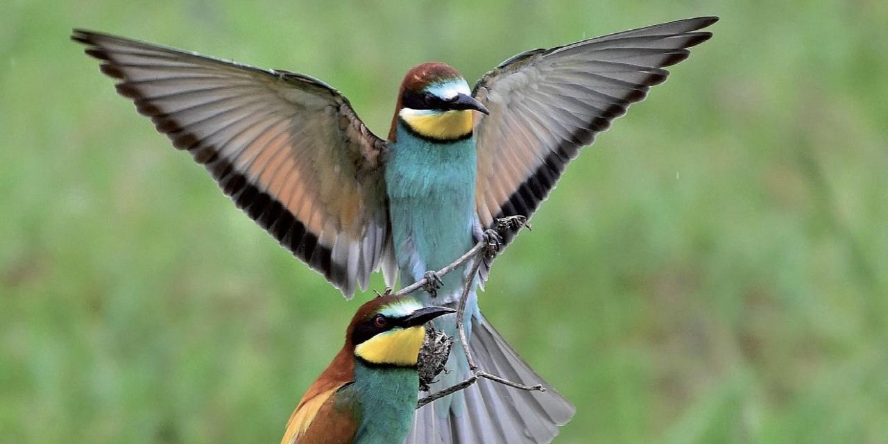À Charnay-lès-Mâcon, les oiseaux sont rois !