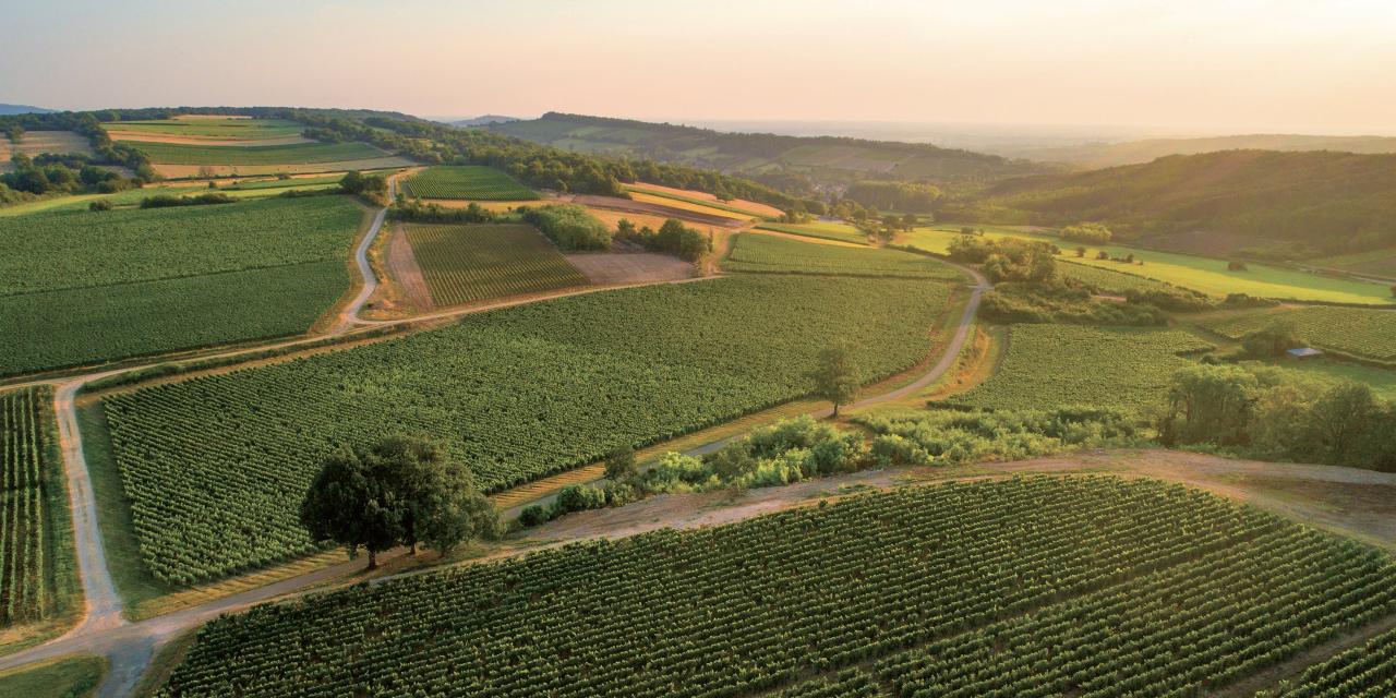 Cave de Lugny : un siècle d’histoire et de vins partagés
