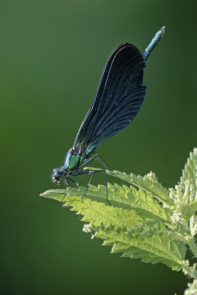 patrick neveu calopteryx vierge