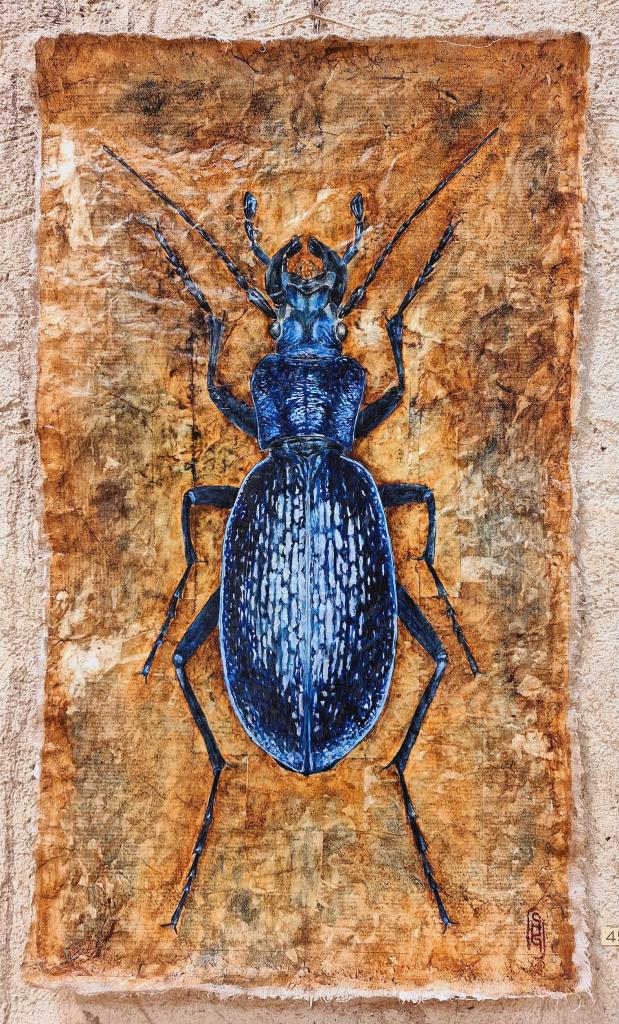 sylvie mommert carabus intricatus 0