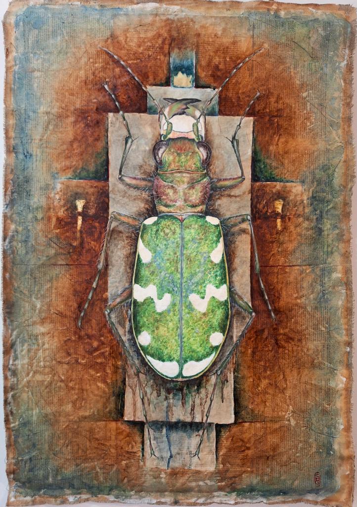 sylvie mommert cicindela gallica 2