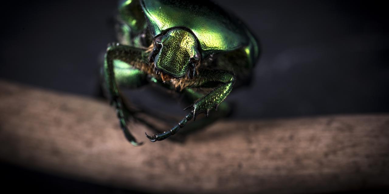 Avec « Art trop podes », le Musée Chintreuil célèbre la beauté du monde des insectes