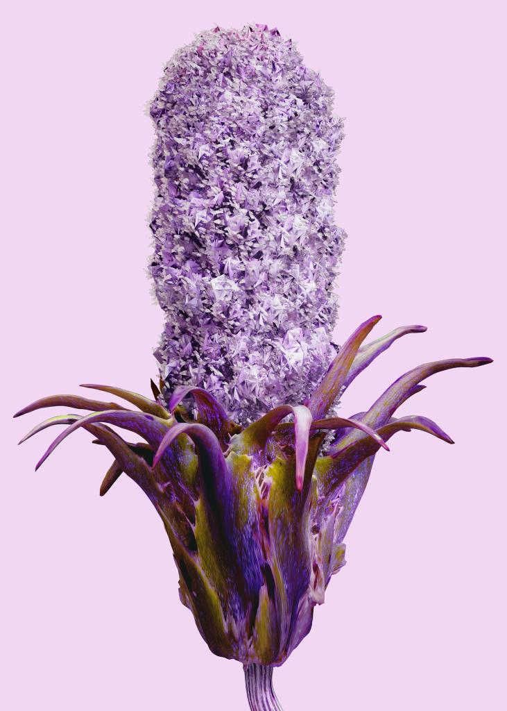carduus crystallus cl v. fournier