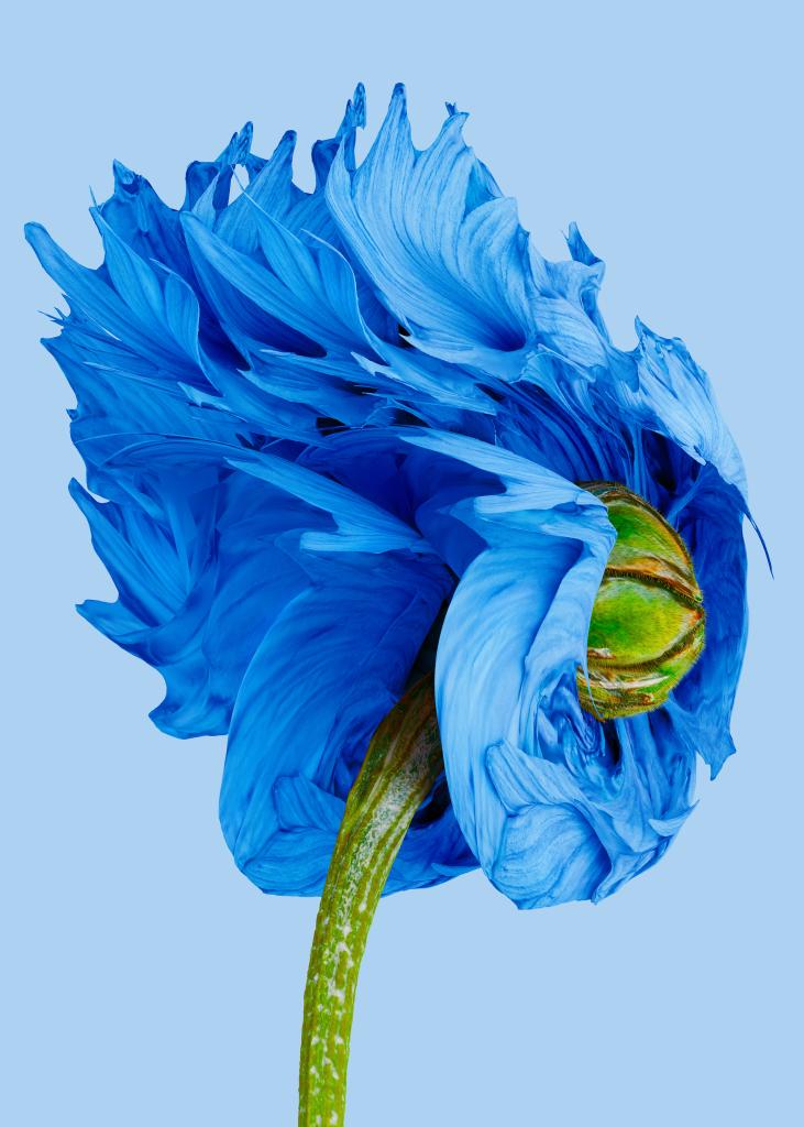 centaurea entropica cl v. fournier 1