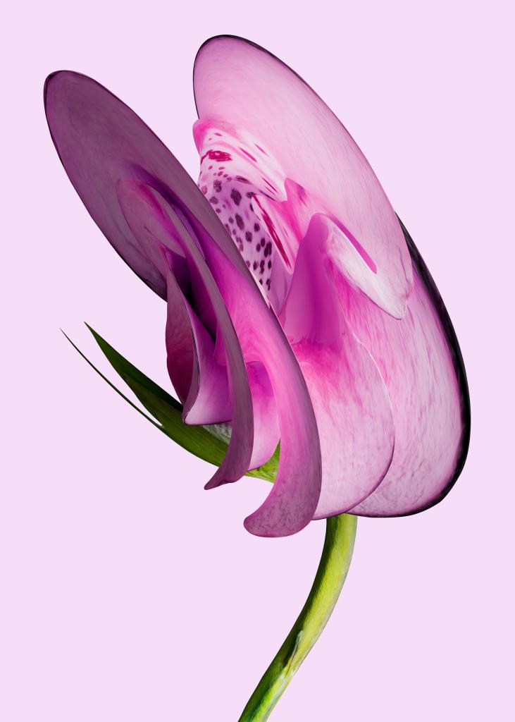 digitalis pulsaris cl v. fournier