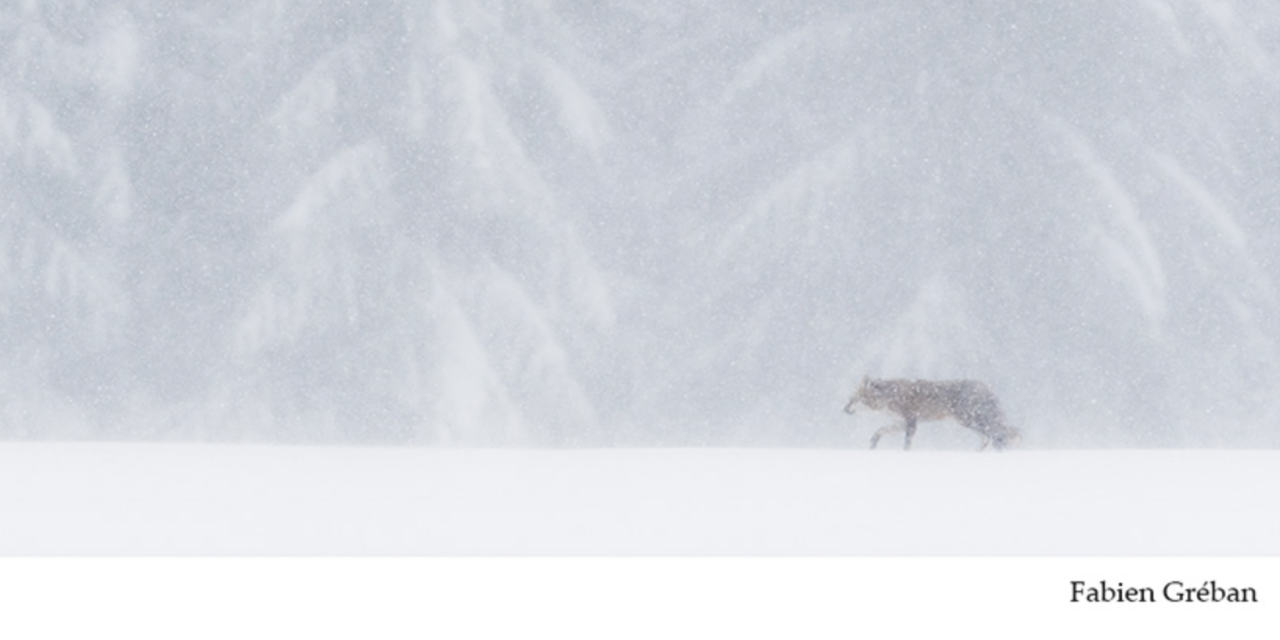 Natur&rsquo;Varennis : par la photo, explorer le monde